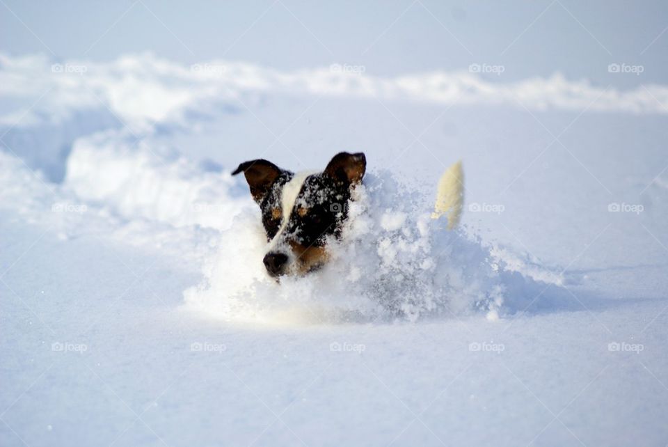 Dog running