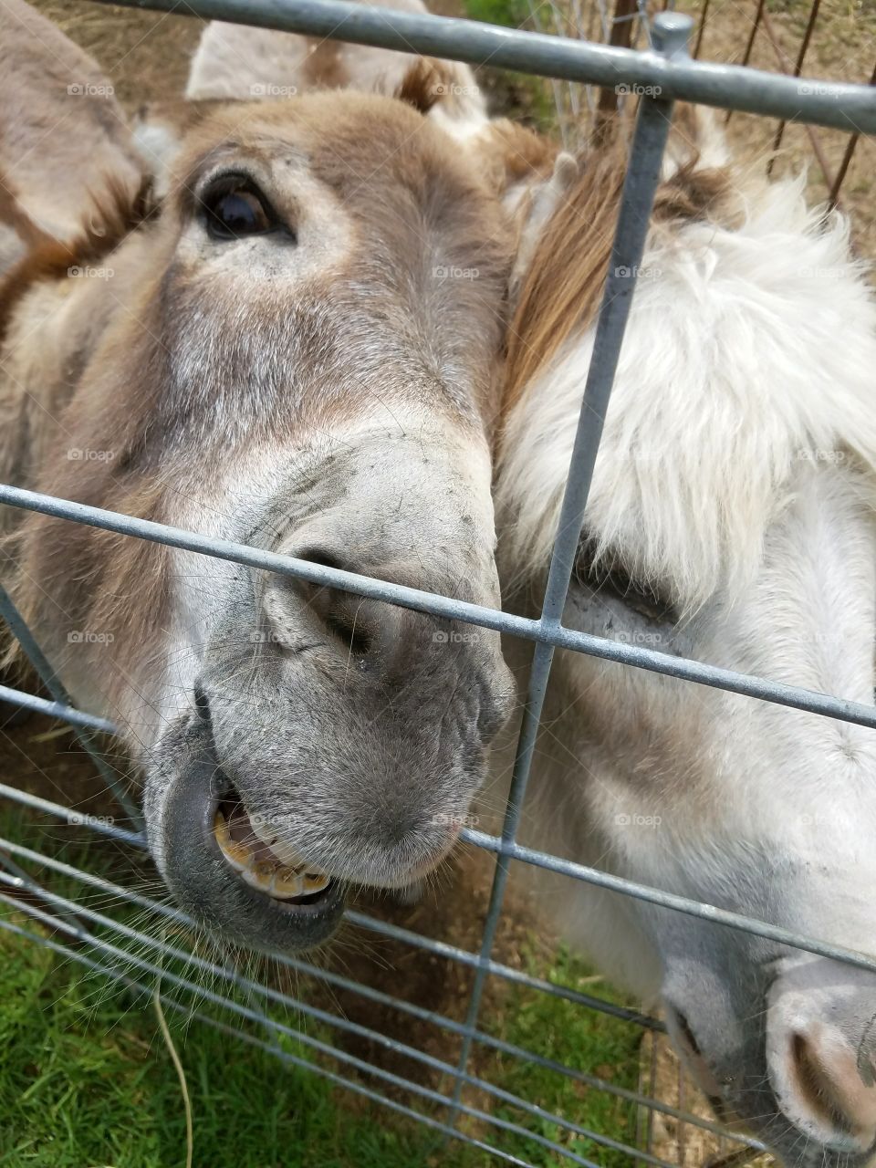 Hungary donkeys waiting to be fed