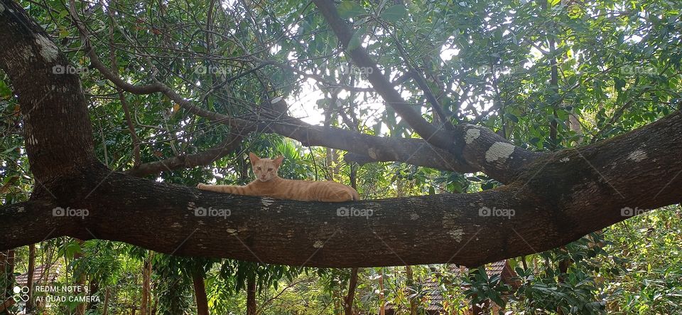 cat lie on tree like tiger