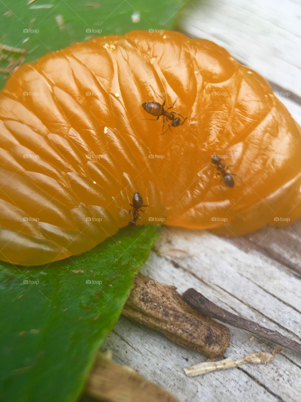 Ants working on food