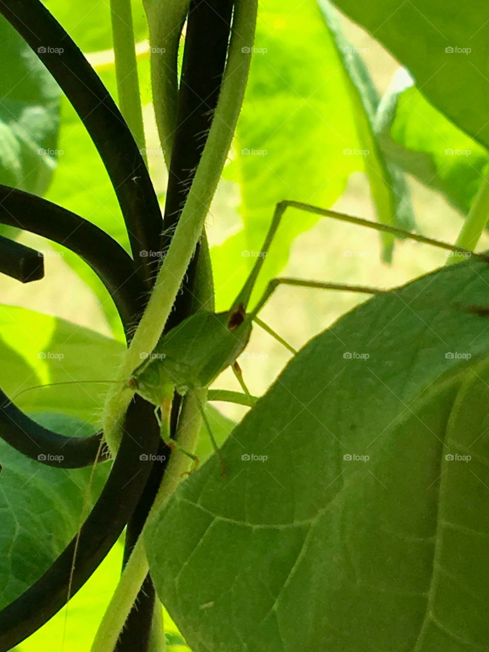 Grasshopper inside ivy, black iron, sunlit from outside. Pretty pic.