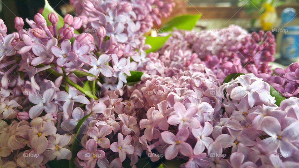 fragrant lilacs