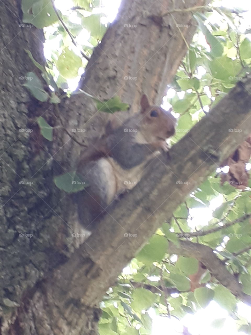 Grey Squirrel