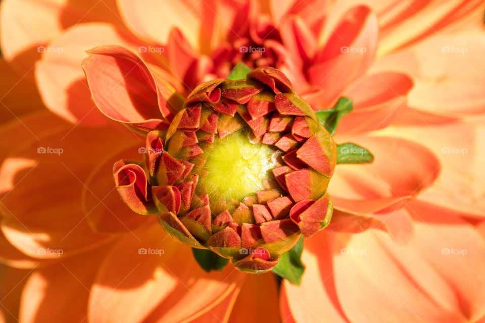 Macro shot of orange dahlia flower bud about to bloom 