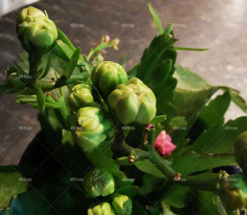 Capullitos a punto de abrir