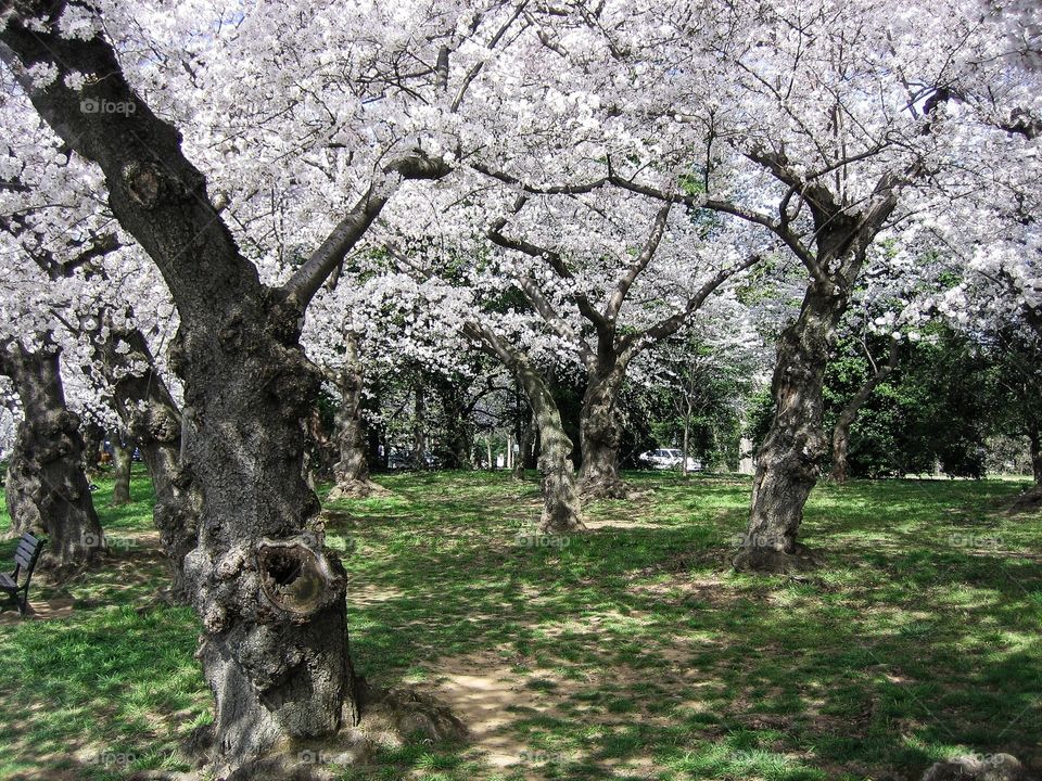 Cherry tree in springtime