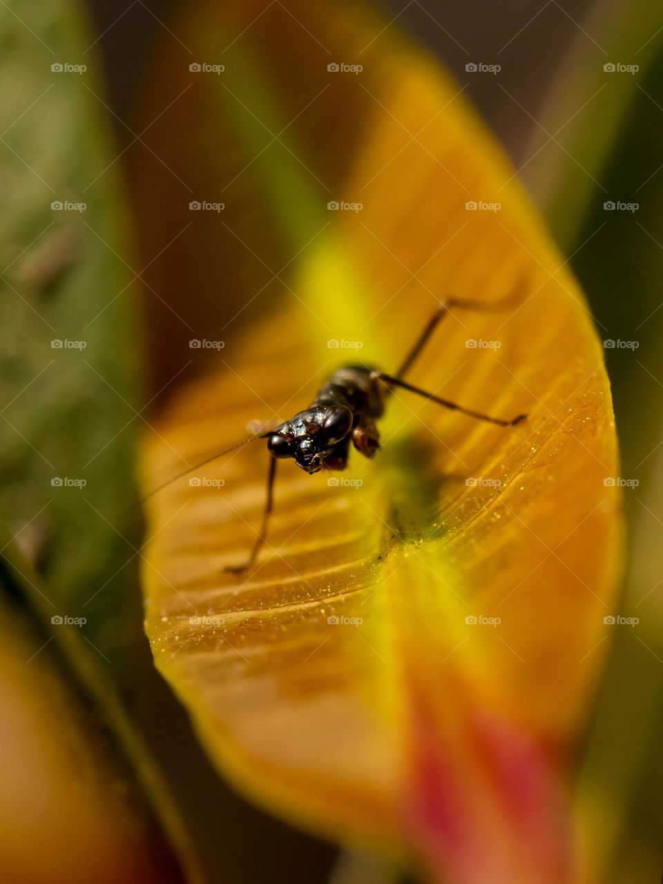 Beautiful Black Mantis