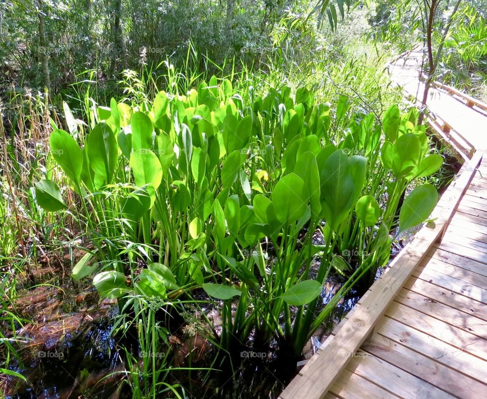 Water plants beside the boardwalk