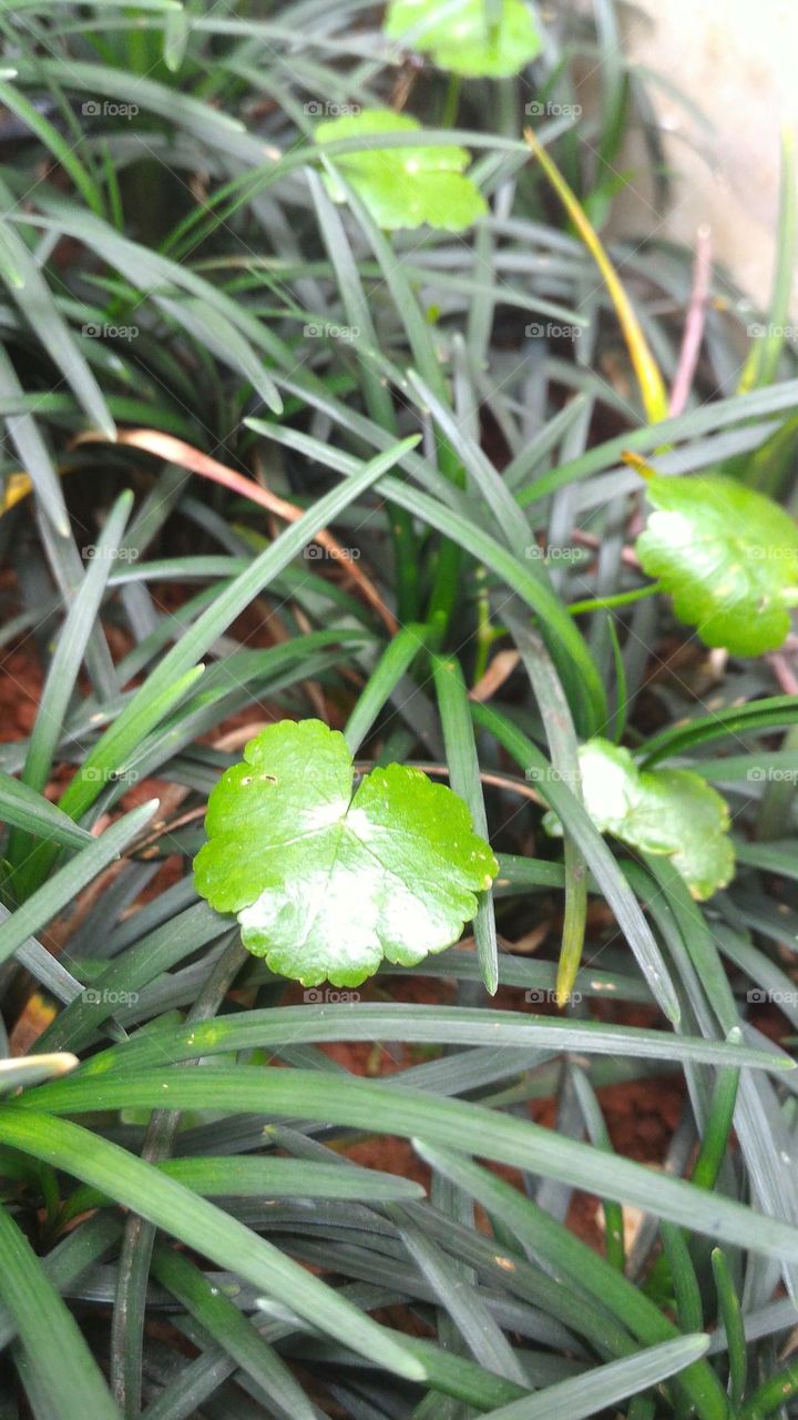 a small tree growing in the grass