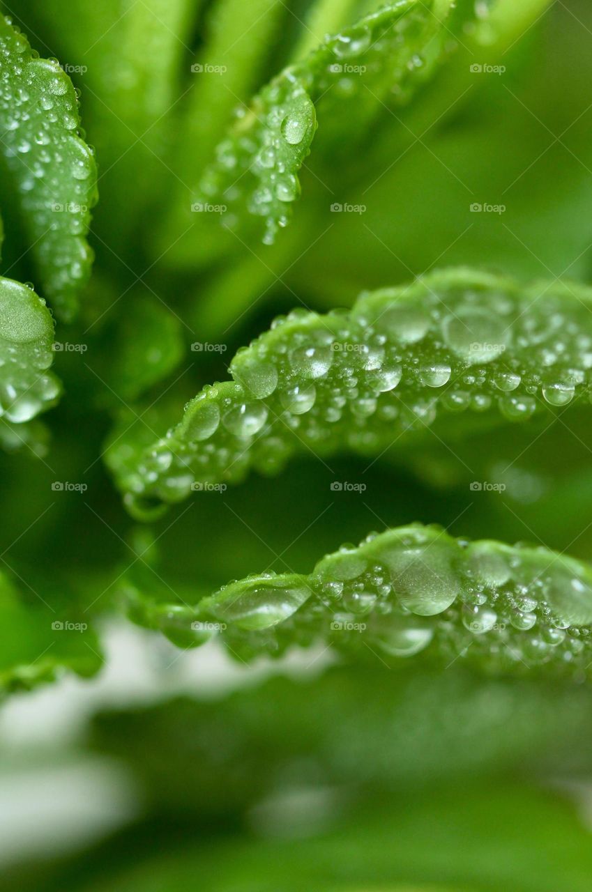 Close-up of a plant with raindrops 