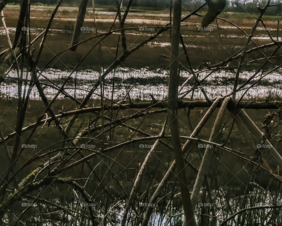 water and grasses of wetlands seen past trees with leafless branches