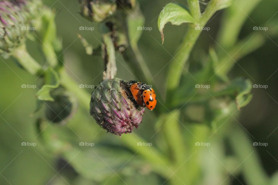 насекомые на растениях