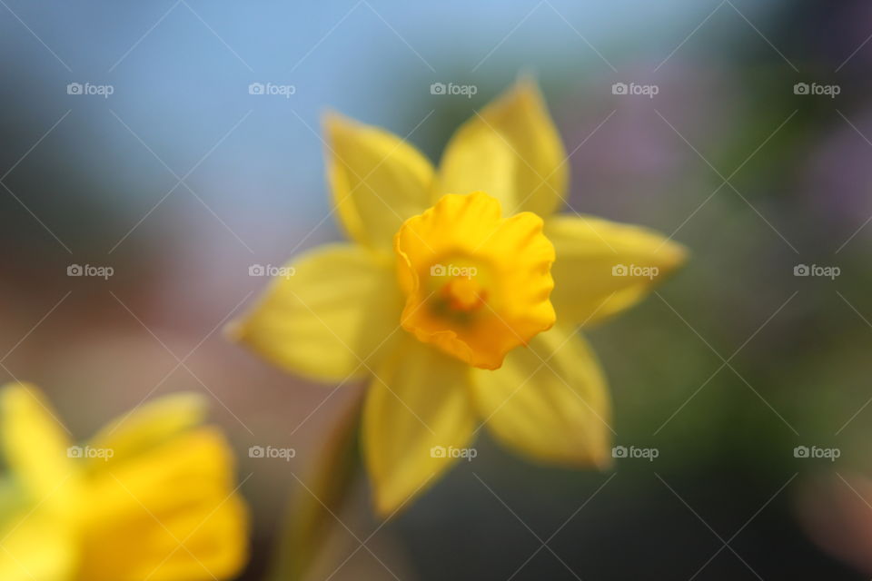 daffodils