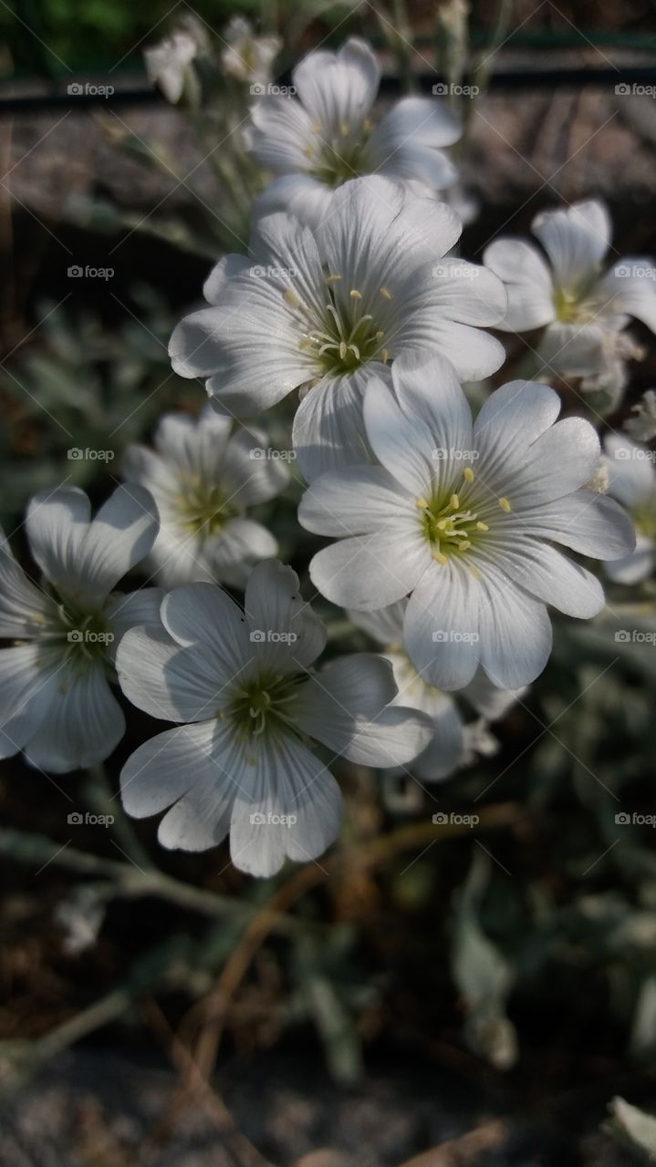 White small flowers