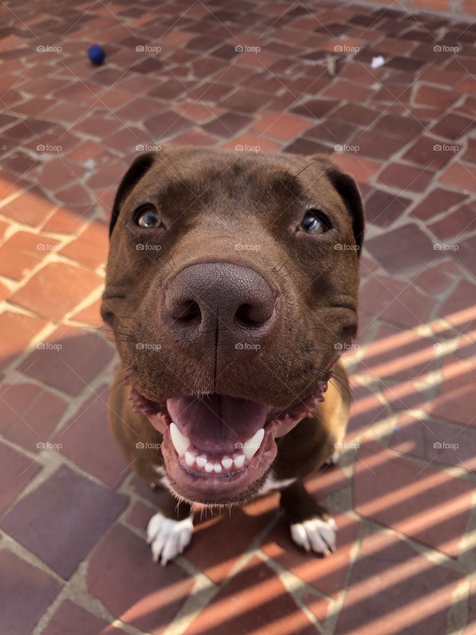 ESSA É A PRINCESA NUTELLA 🥰