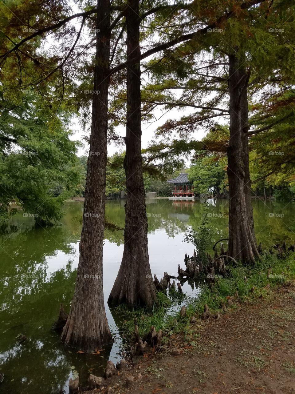 Trees and a lake