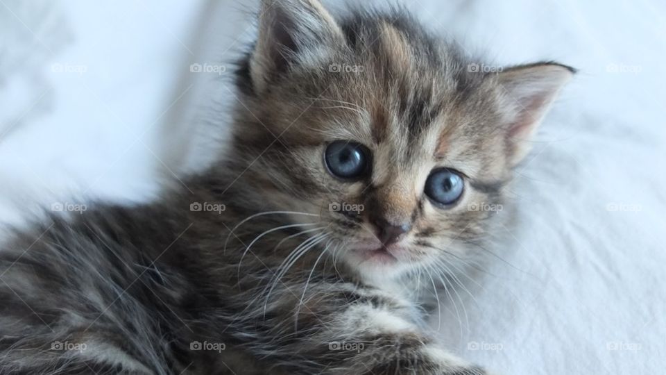 Very cute cat