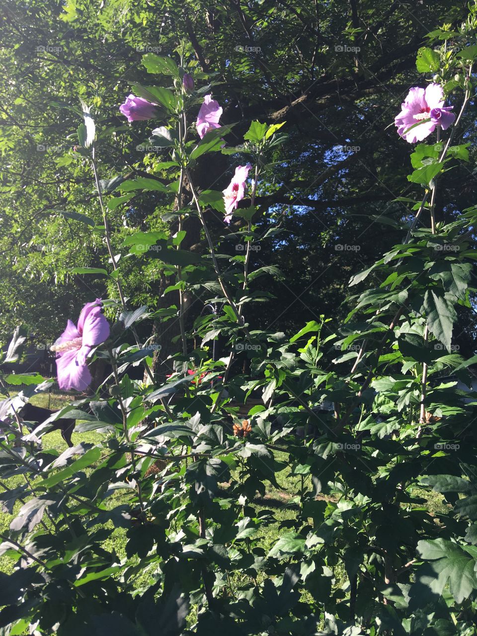 Wonderful sunny happy day for my rose of Sharon happily blooming! 