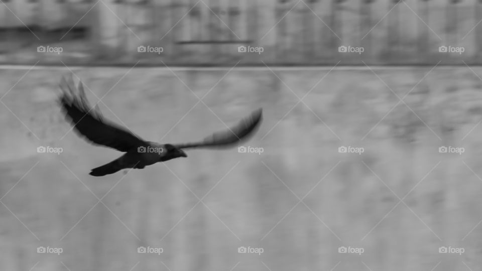 flying black crow