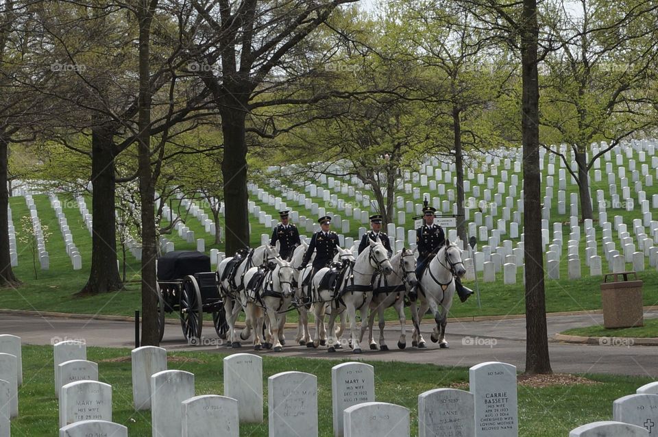 Horse drawn casket at Arlington Cemetery.