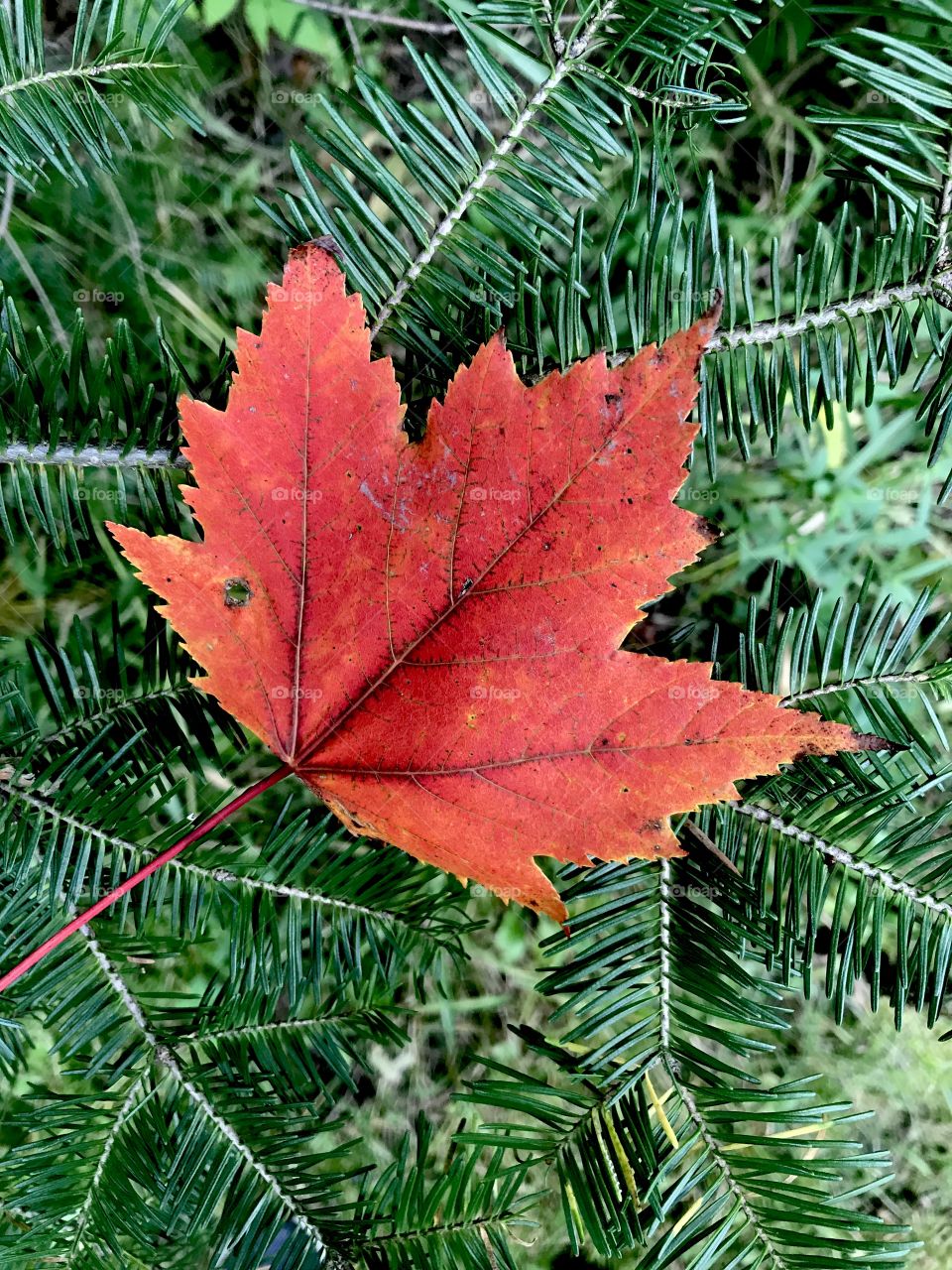 Bright red maple leaf on an evergreen branch
