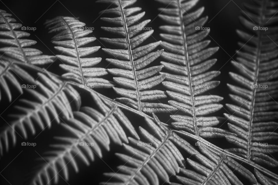 Fern leaves monochrome