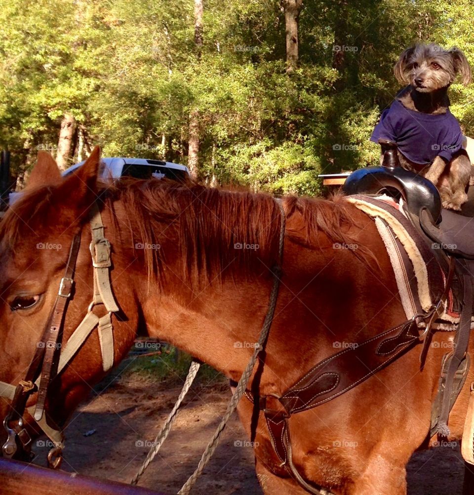 Howdy! Let's ride! 