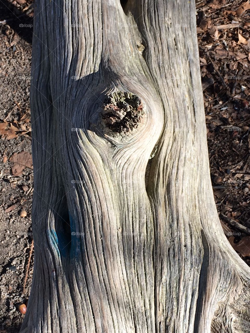 Old bark from a tree up close.