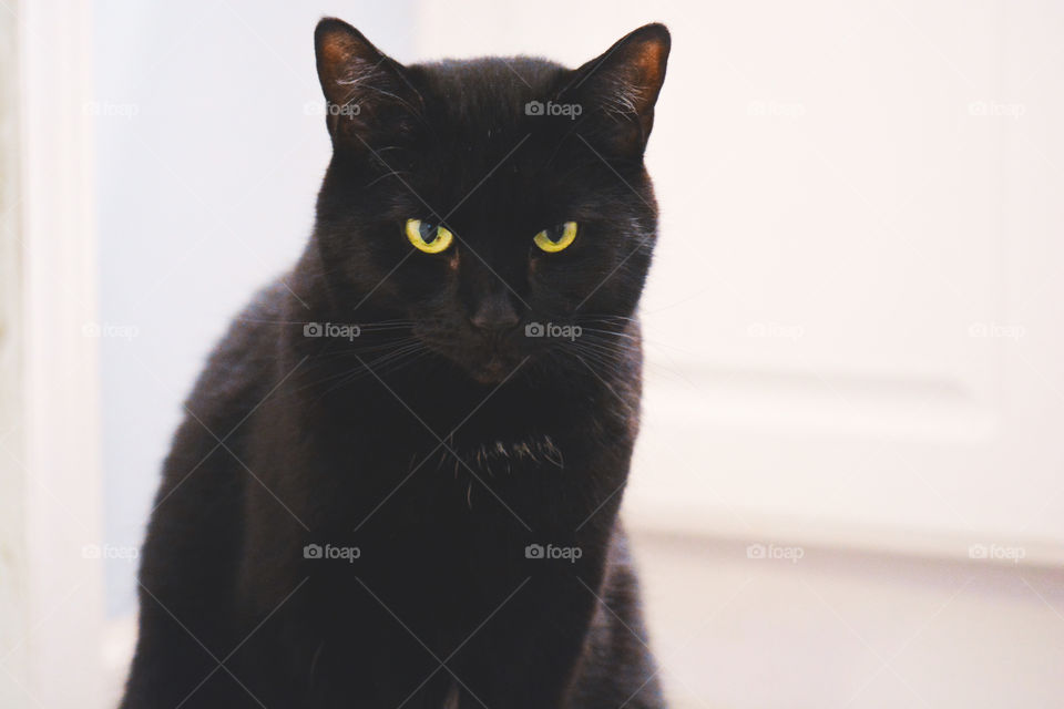 black kitty cat