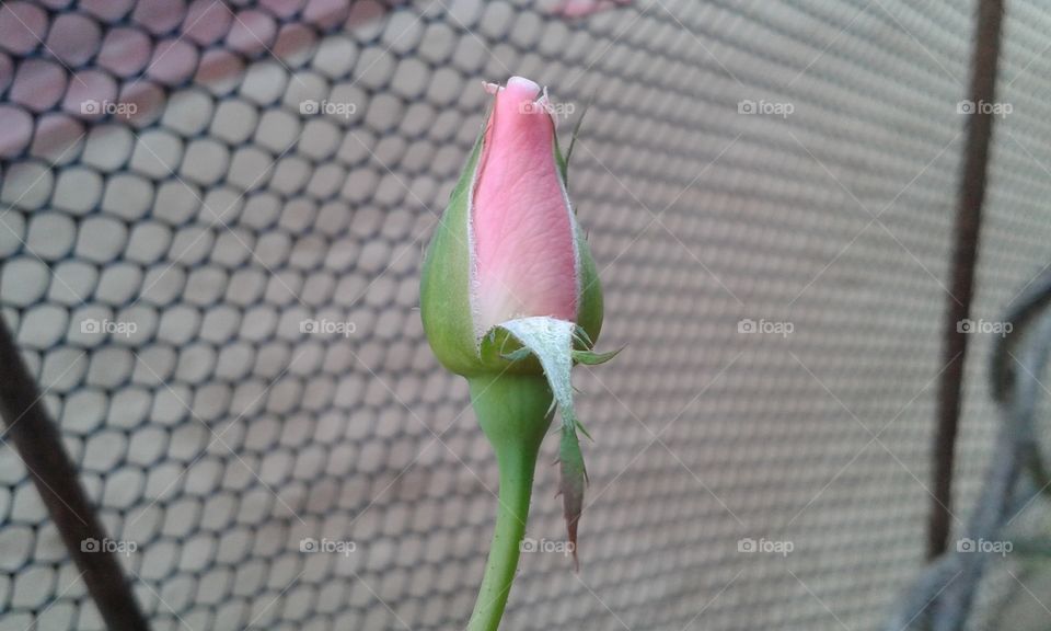 The first of the rose Bud