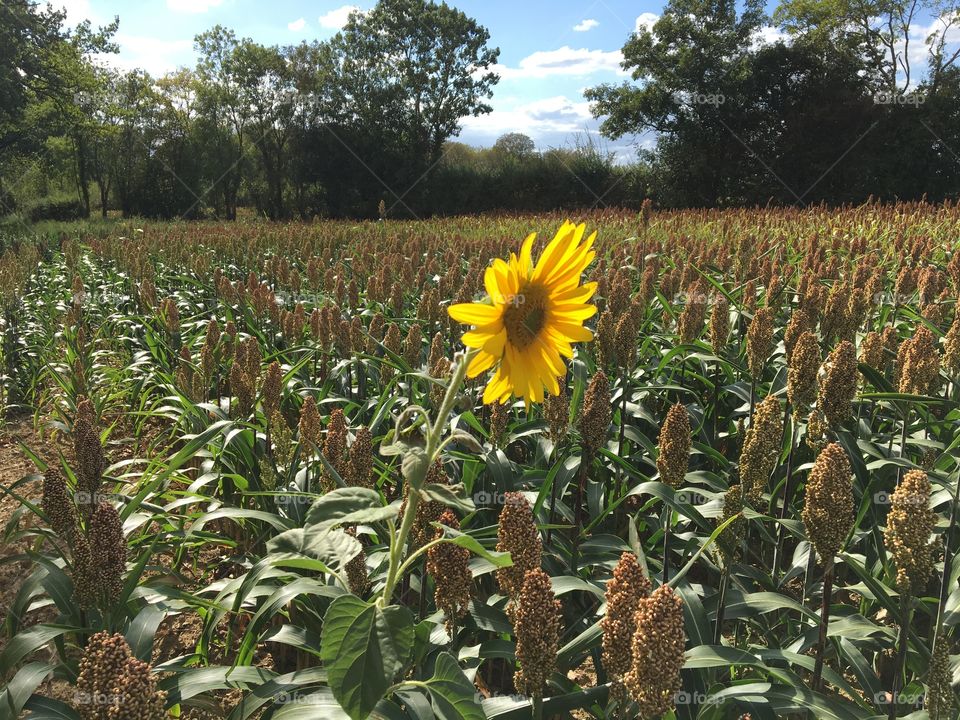 Sunflower alone in a sorgho field