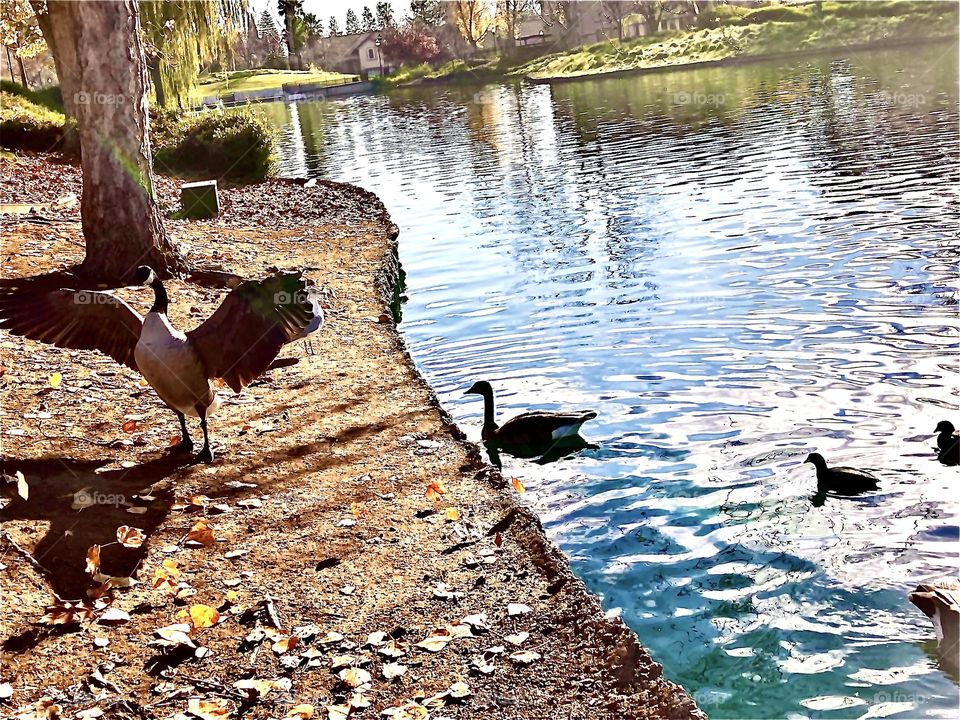 Canadian goose spreading wings at pond’s edge 