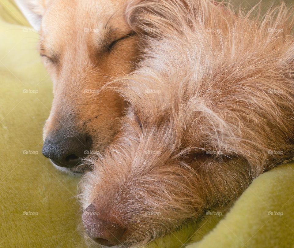 Two dogs sleeping snuggled up together on my lap