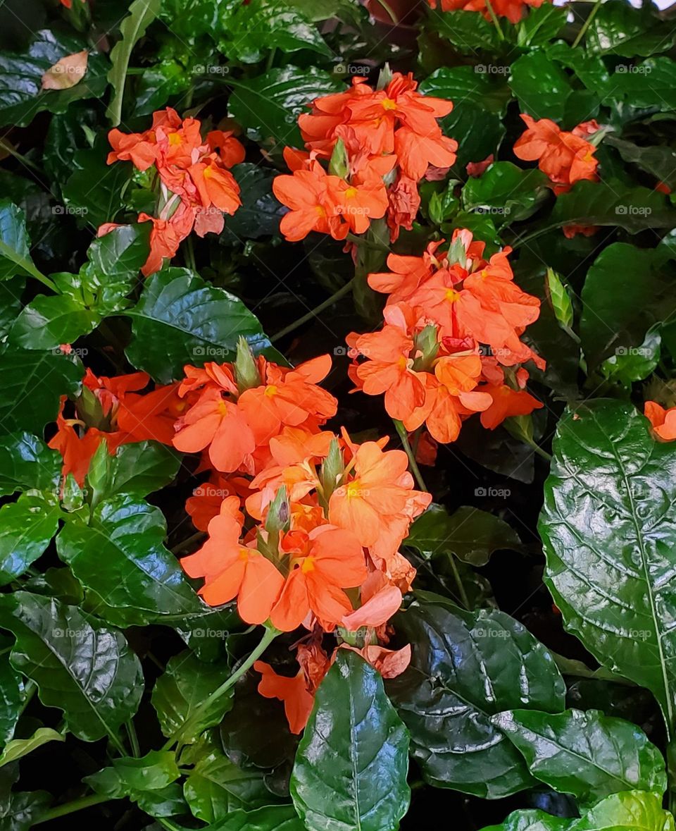 Orange Flowers in the Garden