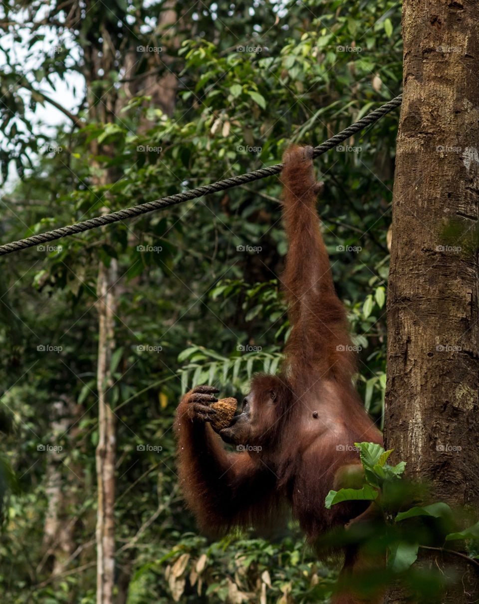 An  orangutan northern and her young baby hanging from a rope whilst drinking refreshing coconut water. 