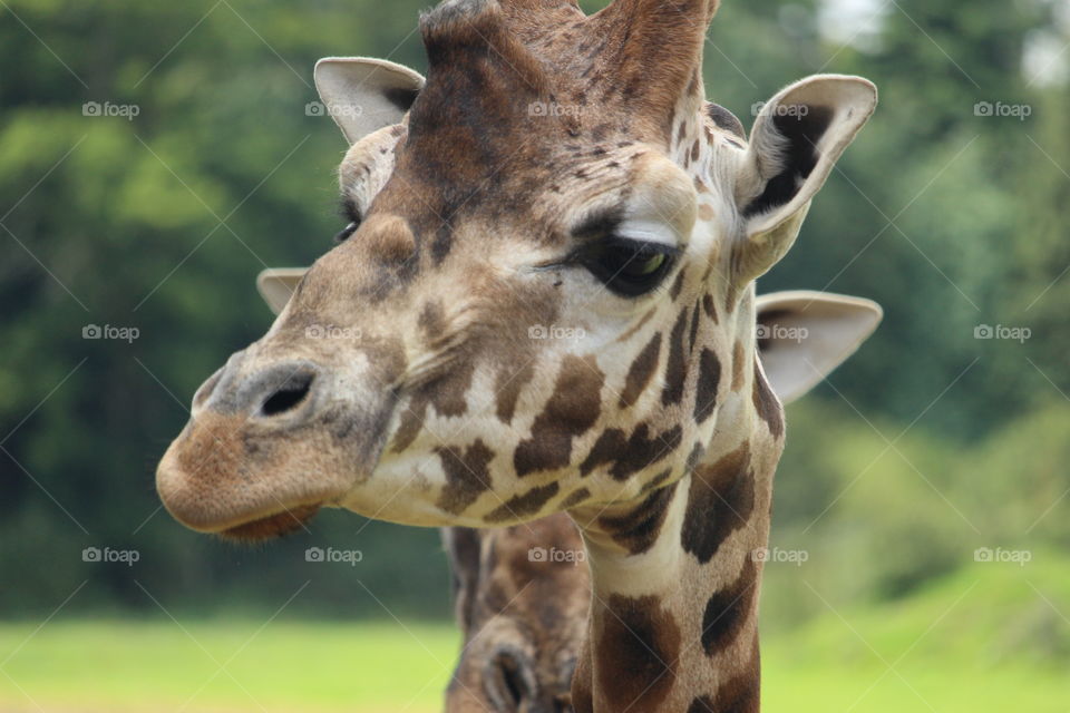 Funny giraffe looking straight towards you. Funny animal portrait from a recent trip to the zoo.