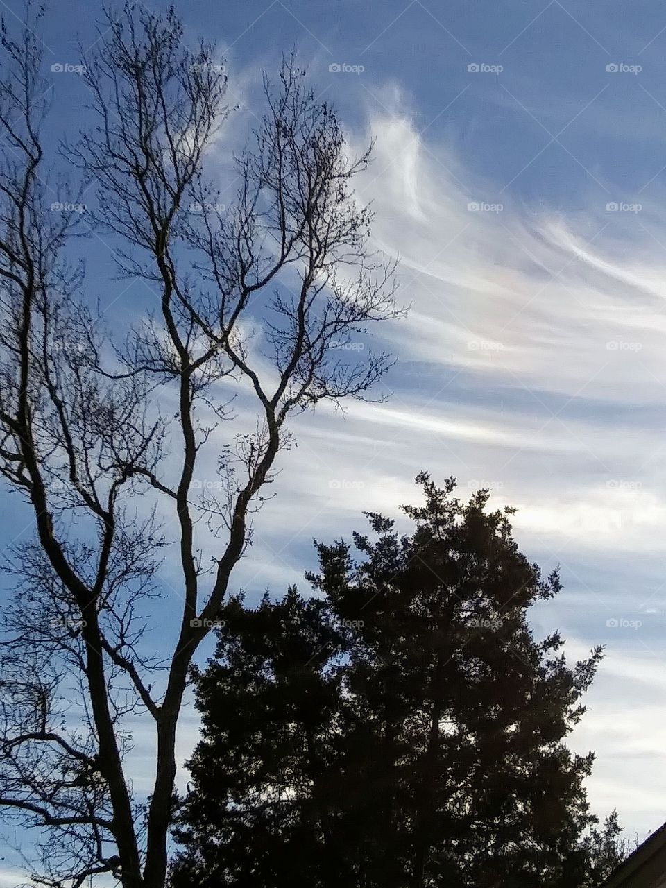 dramatic clouds and trees