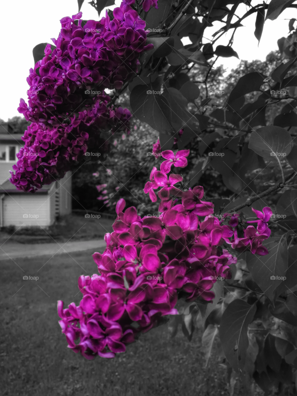 Colorsplash