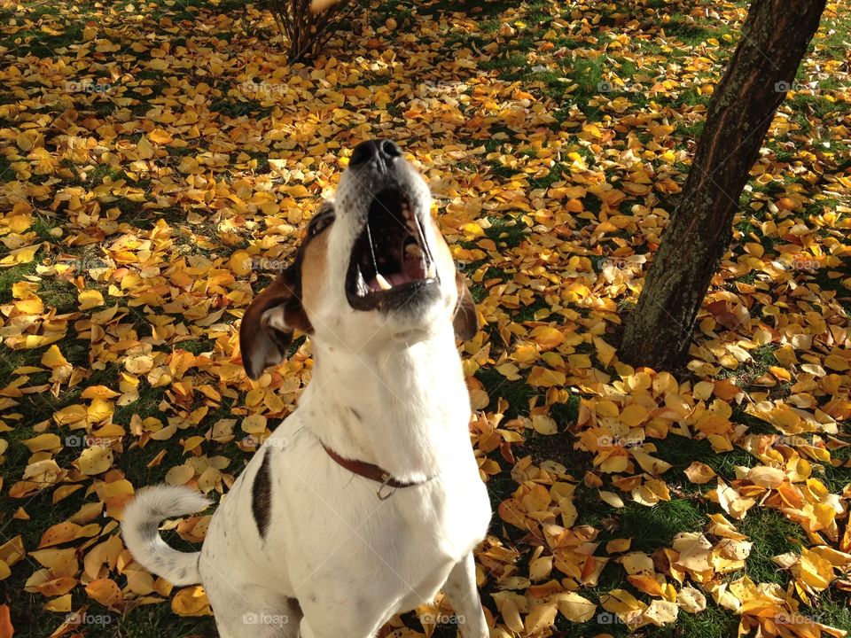 Dog, No Person, Outdoors, Mammal, Nature