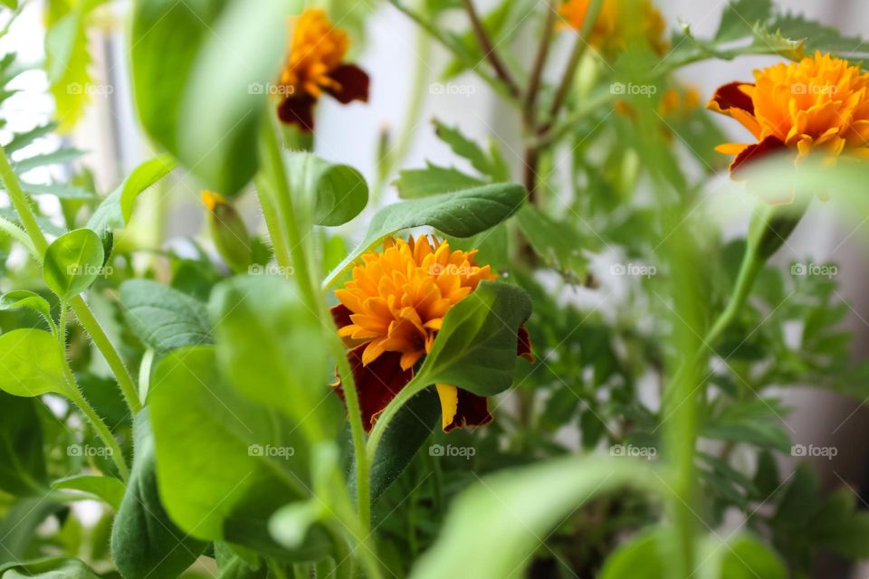 The first marigold blossomed, among the seedlings