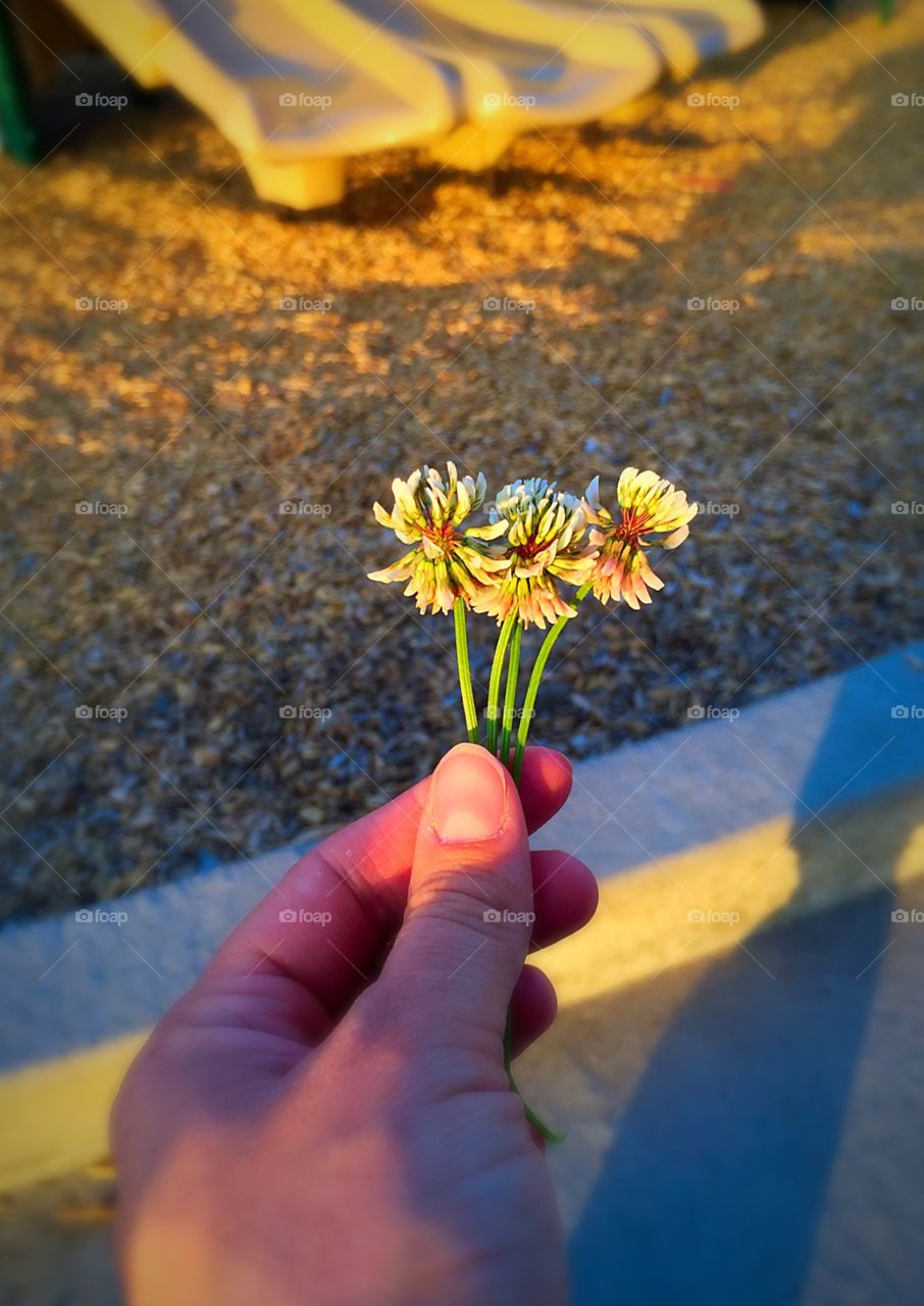 A mother's bouquet. While I was sitting and watching my children play at the park, my daughter handed me these clover flowers.  :)