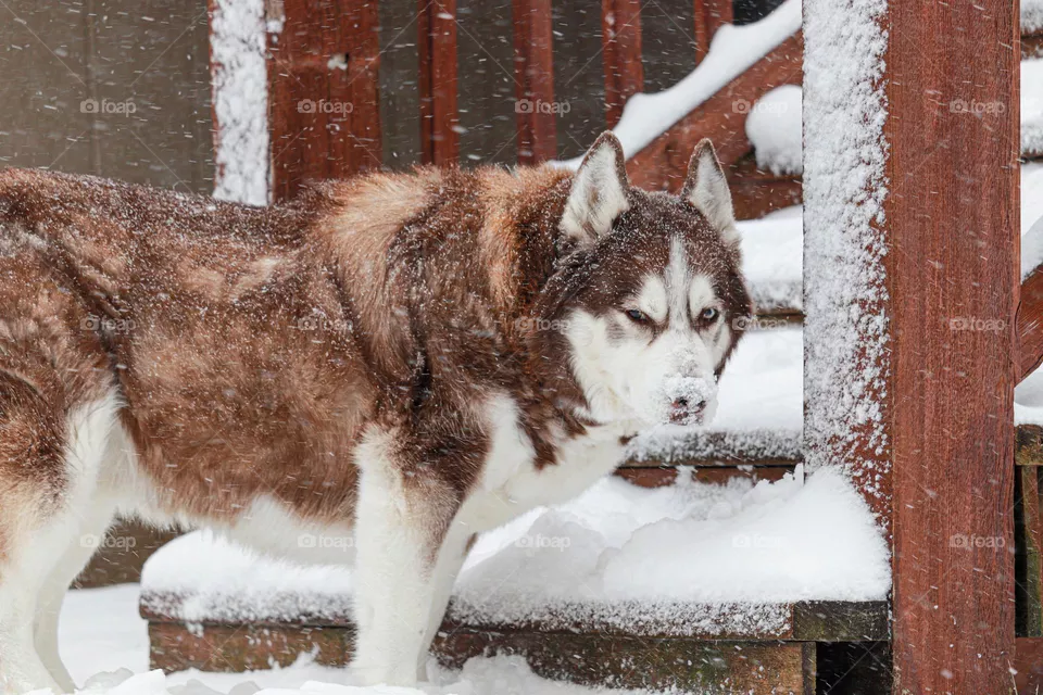 husky in the snow