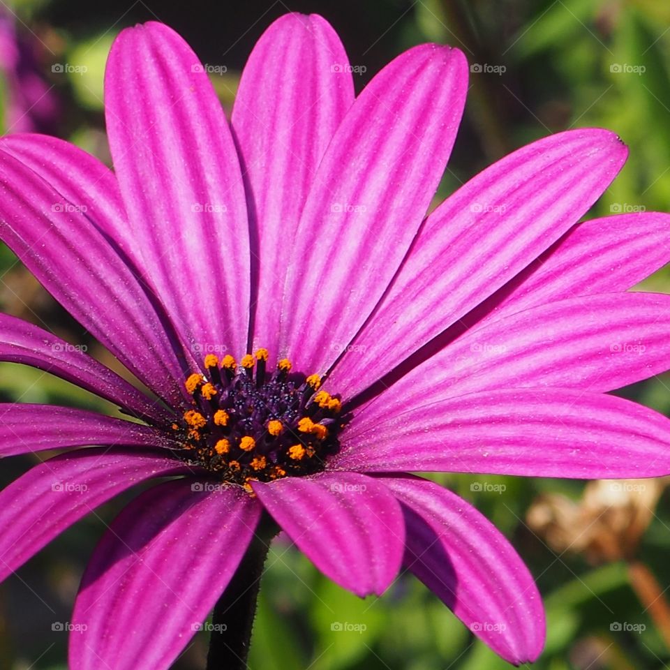 Bright flower colour