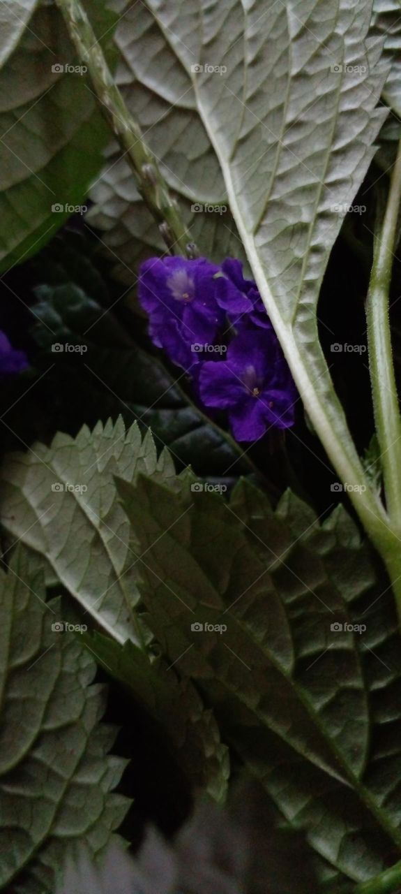 naturelove, green,plants, purple flowers