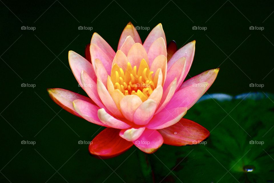 Beautiful pink pond flower. 