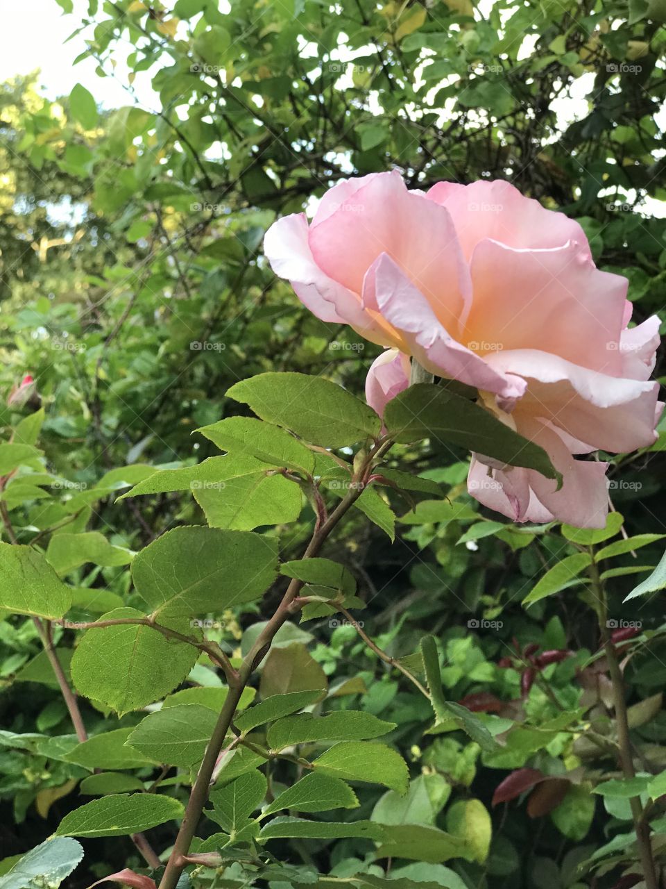 Beautiful Rose in my garden 