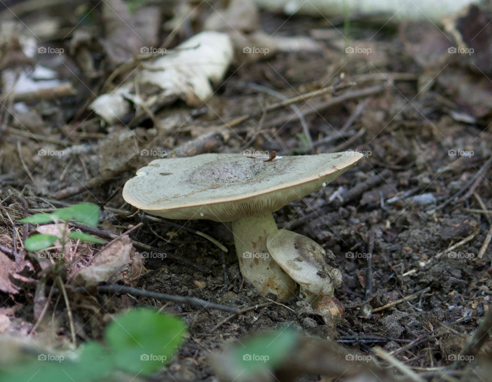 Fungus, Mushroom, Boletus, Toadstool, Nature