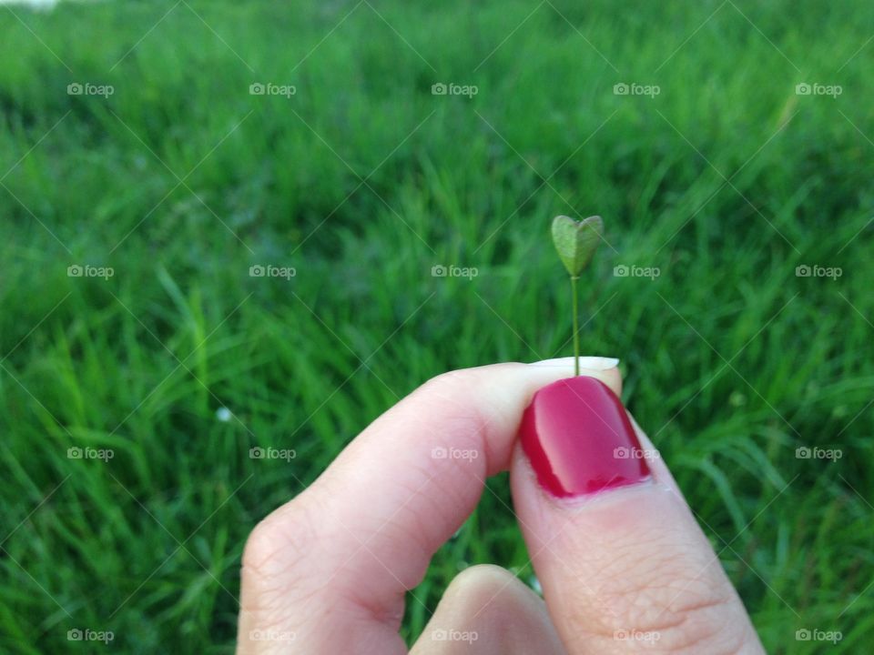 Plant of heart in the fingers 