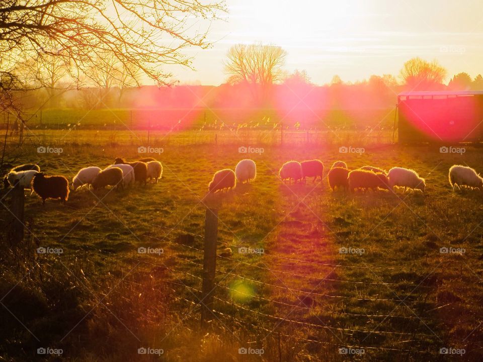 Colourful sheep