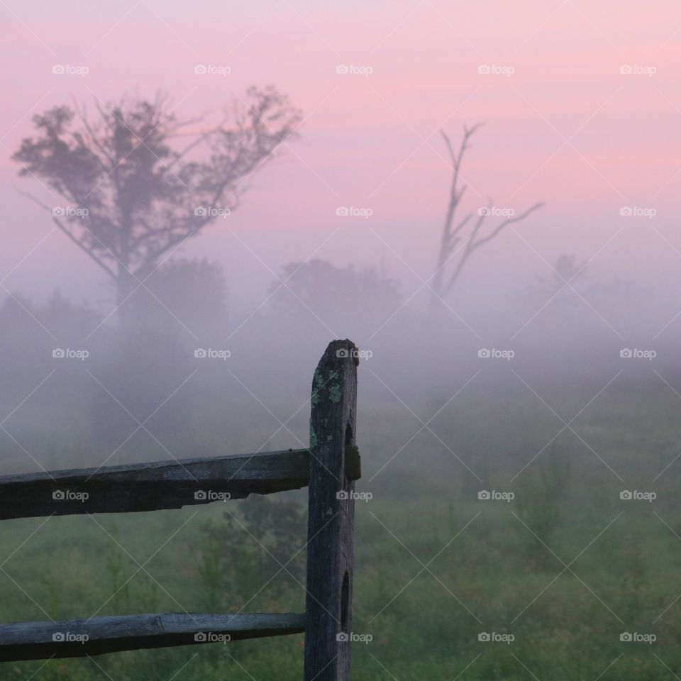 morning fog